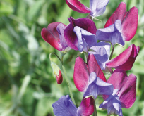 Lathyrus Cupani (grandiflora)