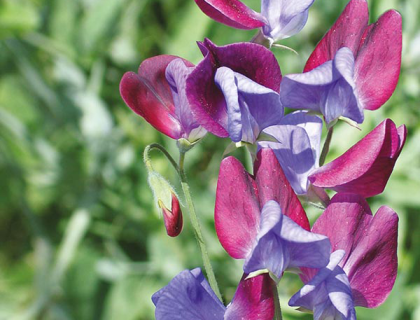 Lathyrus Cupani (grandiflora)