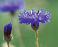 Kornblomst, Blåklint, Kajsar Wilhelm, Centaurea cyanus