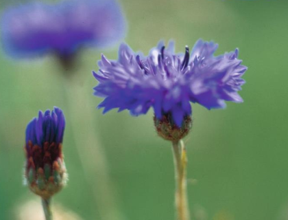 Kornblomst, Blåklint, Kajsar Wilhelm, Centaurea cyanus