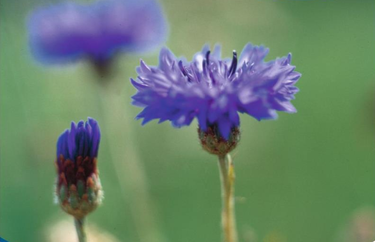 Kornblomst, Blåklint, Kajsar Wilhelm, Centaurea cyanus