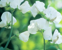 Lathyrus Hvid Ærteblomst, Royal White