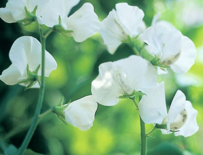 Lathyrus Hvid Ærteblomst, Royal White