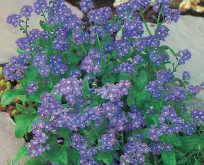 Forglemmigej Myosotis indigo. Blå