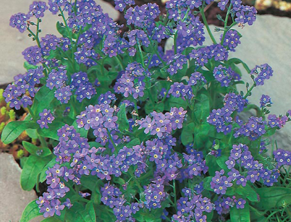 Forglemmigej Myosotis indigo. Blå