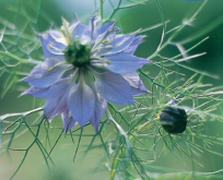 Jomfru i det grønne Blå. Nigella dam. Miss Jekyll