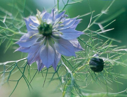 Jomfru i det grønne Blå. Nigella dam. Miss Jekyll