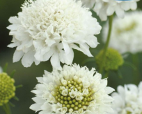 Scabiosa hvid – Snowmaiden