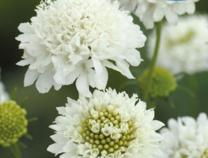 Scabiosa hvid – Snowmaiden