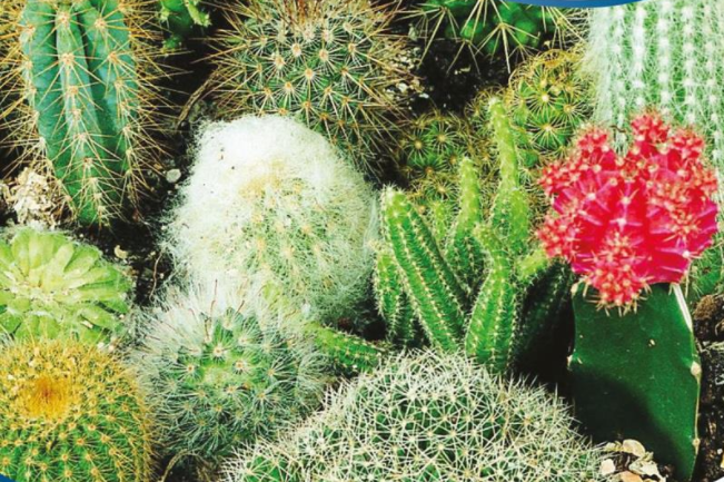 frø til potteplanter - Jyllands Frøhandel