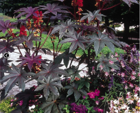 Ricinus Carmen. Rød Olieplante. Palma Christi, Castor Oil