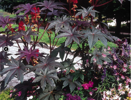 Ricinus Carmen. Rød Olieplante. Palma Christi, Castor Oil