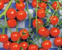 Tomat Gardener’s Delight