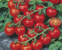 Tomat Red Cherry