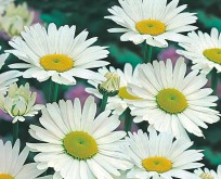 Marguerit mark, Shasta Daisy, alaska.