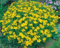 Tagetes Lemon Gem