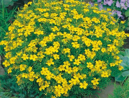 Tagetes Lemon Gem