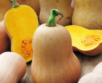 Squash Butternut Økologisk, tidlig