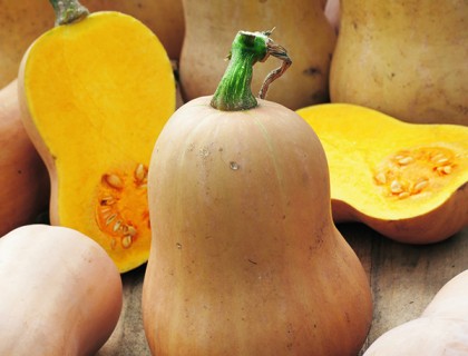 Squash Butternut Økologisk, tidlig