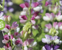 Lupin, Bicolour Mix, etårige lupinblanding af tofarvede sorter blomstrer