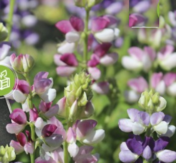 Lupin, Bicolour Mix, etårige lupinblanding af tofarvede sorter blomstrer