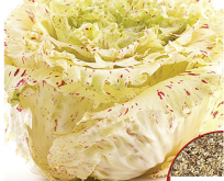 Salat cikorie di castelfranco