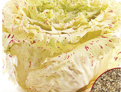 Salat cikorie di castelfranco