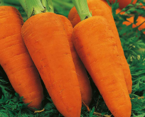 Gulerod, carrot chantenay red cored 2