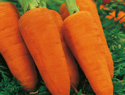 Gulerod, carrot chantenay red cored 2