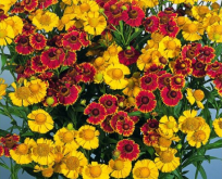 Solbrud . Helenium Aut. Helena mix – 120 cm