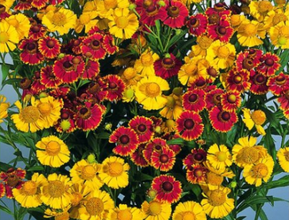 Solbrud. Helenium Aut. Helena mix af farver.