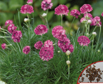 Græsnellike Armeria Latiflora