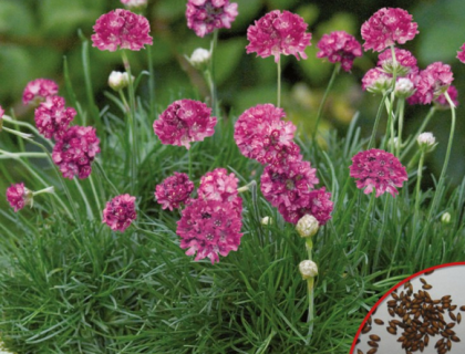 Græsnellike Armeria Latiflora