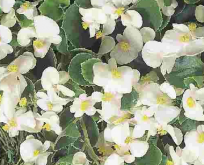 Begonia F1 Super Olympia Hvid