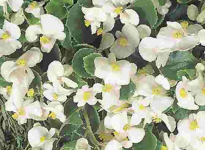 Begonia F1 Super Olympia Hvid