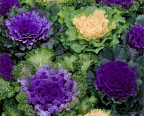 Brassica Oleracea. Prydkål.