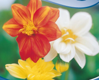 Dahlia Hortensis Early Bird – halvfyldt blanding