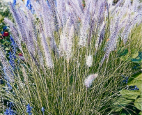 Lille Pampasgræs, Pennisetum rueppelii