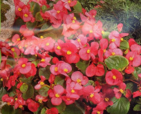 Begonia Sempflorens Rosa F:1 Isbegonia