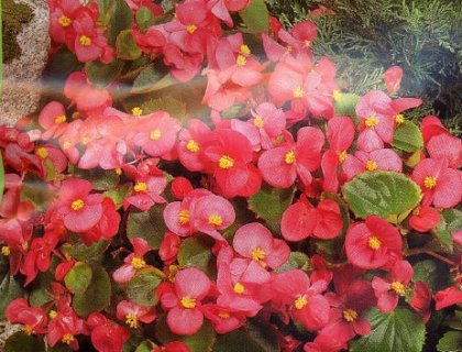 Begonia Sempflorens Rosa F:1 Isbegonia