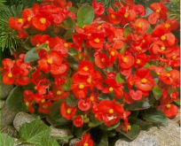 Begonia Sempflorens Rød F1 Isbegonia