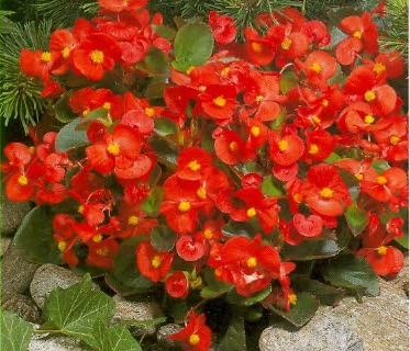 Begonia Sempflorens Rød F1 Isbegonia