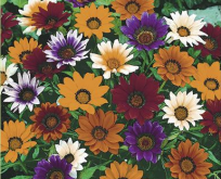 Påfugleblomst, Gazania Mini-Star , blanding af farver