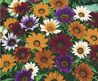 Påfugleblomst, Gazania Mini-Star , blanding af farver
