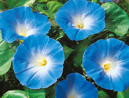 Måneblomst Blå Ipomea Heavenly blue,