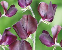 Lathyrus solw. Almost Black