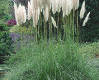 Cortaderia White Feather Pampasgræs