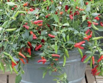 Peber Chili Gusto purple, Pikito