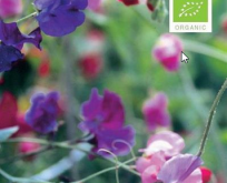 Lathyrus, ærteblomst mix af farver, økologisk frø