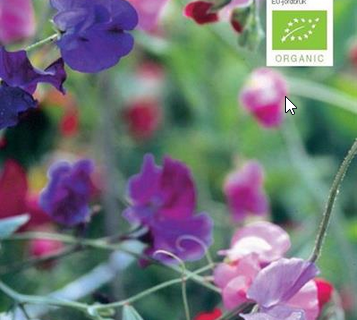 Lathyrus, ærteblomst mix af farver, økologisk frø